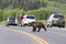 Grizzly Bear crossing hazard