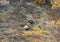 Grizzly Bear Cubs in Alaska in Autumn