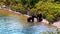 Grizzly Bear Cubs Glacier Park