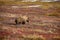 grizzly bear in denali