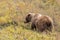 Grizzly Bear in Denali National park in Fall