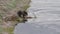 Grizzly bear dragging an elk carcass in the hayden valley of yellowstone