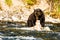 Grizzly Bear Eating Buffalo Lamar River