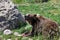 Grizzly Bear Eating a Treat