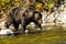 Grizzly Bear Entering Lamar River Yellowstone