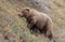 Grizzly Bear in Fall in Alaska