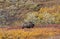 Grizzly Bear in Fall in Alaska