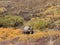 Grizzly Bear in Fall in Alaska