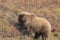 Grizzly Bear in Fall in Alaska