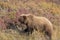 Grizzly Bear in Fall in Denali National Park