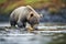 grizzly bear feasting on salmon on riverbank