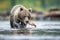 grizzly bear feasting on salmon on riverbank