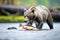 grizzly bear feasting on salmon on riverbank