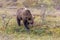 Grizzly Bear Feeding in Alaska in Fall