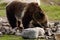 Grizzly Bear feeding in rock strewn meadow.