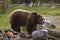 Grizzly Bear feeding in rock strewn meadow.