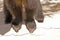 Grizzly Bear Feet and Claws