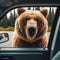 Grizzly bear finds interest in passing car
