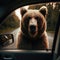 Grizzly bear finds interest in passing car