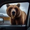 Grizzly bear finds interest in passing car