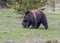 Grizzly Bear finds roots to eat in the West Thumb Sector of Yellowstone National Park.