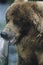 Grizzly bear with fish in mouth close-up