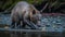 Grizzly Bear Fishing in Clear River at Blue Hour