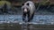 Grizzly Bear Fishing in Clear River at Blue Hour