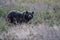 Grizzly Bear  Glacier NP Montana USA