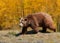 Grizzly bear with golden aspen trees in autumn fall mountains of Wyoming