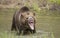 grizzly bear growling pictures