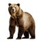 Grizzly bear isolated on a white background. 3d illustration Ai generated
