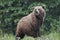 Grizzly Bear - Jasper National Park