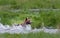 Grizzly bear jumps in water in search of salmon