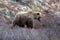 Grizzly Bear licking his lips in the mountain above the Savage River in Denali National Park in Alaska USA