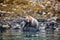 Grizzly Bear at low tide, Knight Inlet, Vancouver Island, British Columbia, Canada