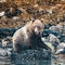 Grizzly Bear at low tide, Knight Inlet, Vancouver Island, British Columbia, Canada