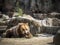 Grizzly bear lying on the ground