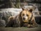 Grizzly bear lying on the ground