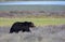 Grizzly Bear Male, Yellowstone National Park