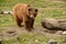 Grizzly Bear in meadow looking for food