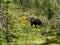 Grizzly Bear in the Meadows in Revelstoke Canada