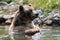 Grizzly Bear in Montana Stream