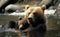 Grizzly bear mother and her baby relaxes in river, scratching in the morning, generative AI