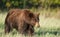 Grizzly bear in National Park, Montana, United States of America, North America