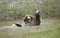 Grizzly bear playing in pond