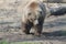 Grizzly bear portrait stock photographs