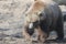 Grizzly bear portrait stock photographs