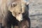 Grizzly bear portrait stock photographs