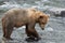 A Grizzly bear positions itself and catches salmon at Brook Falls, Alaska